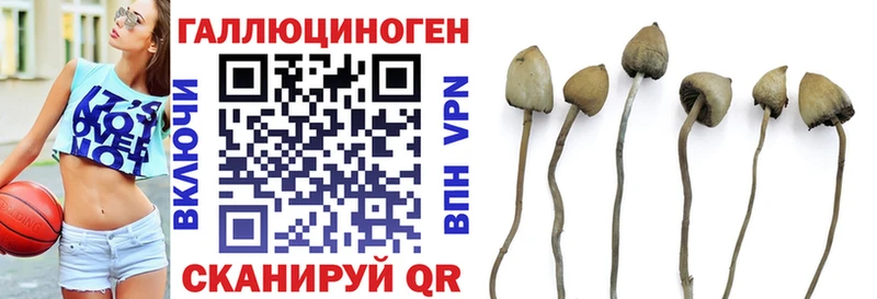Псилоцибиновые грибы мицелий  цена   Новое Девяткино 